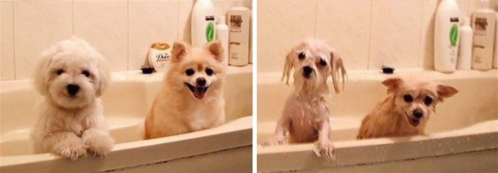 50 Hilarious Animals Before And After A Bath