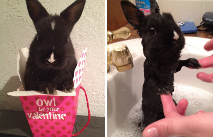 50 Hilarious Animals Before And After A Bath