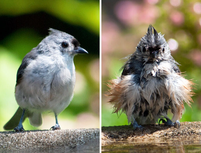 50 Hilarious Animals Before And After A Bath