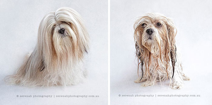 50 Hilarious Animals Before And After A Bath