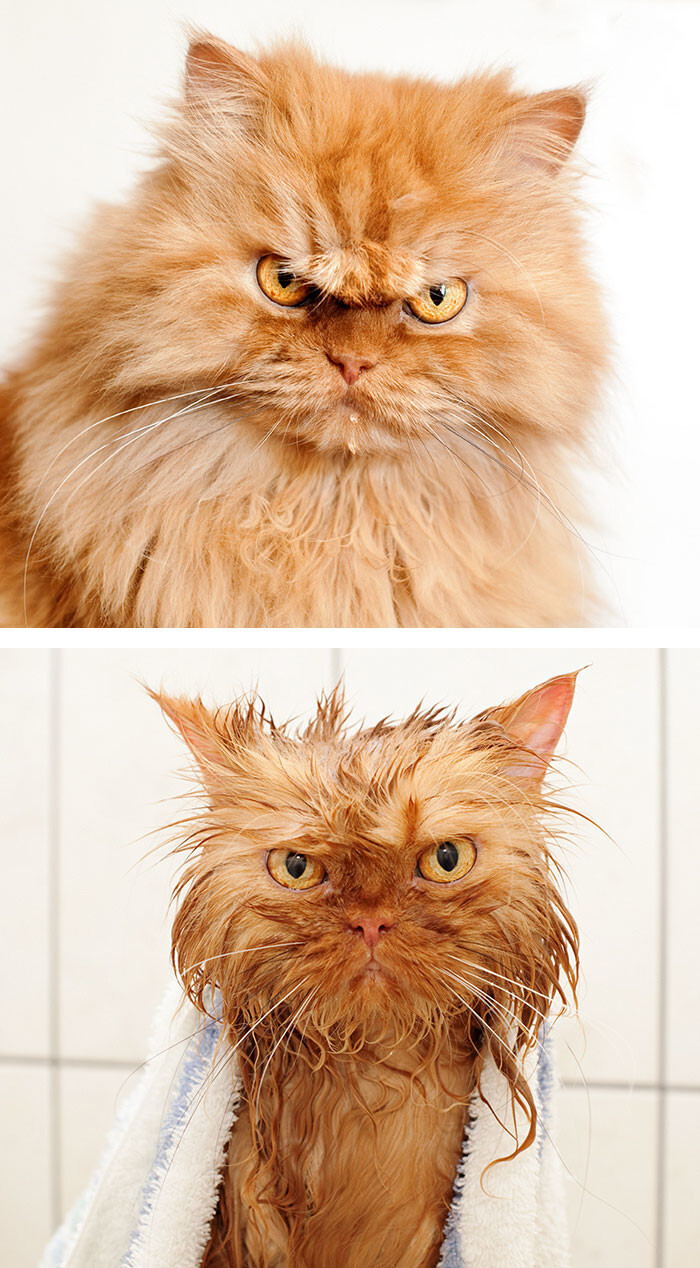 50 Hilarious Animals Before And After A Bath