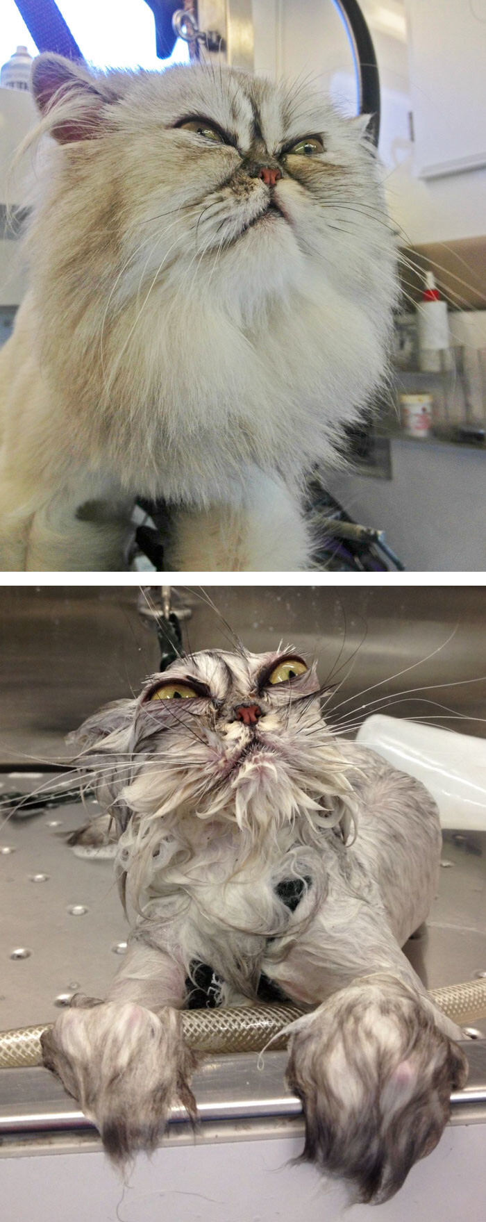 50 Hilarious Animals Before And After A Bath