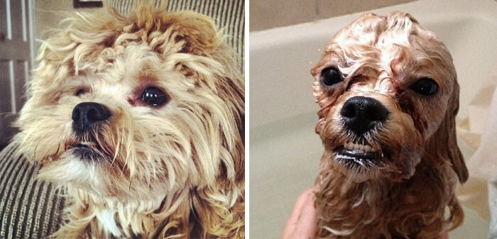 50 Hilarious Animals Before And After A Bath