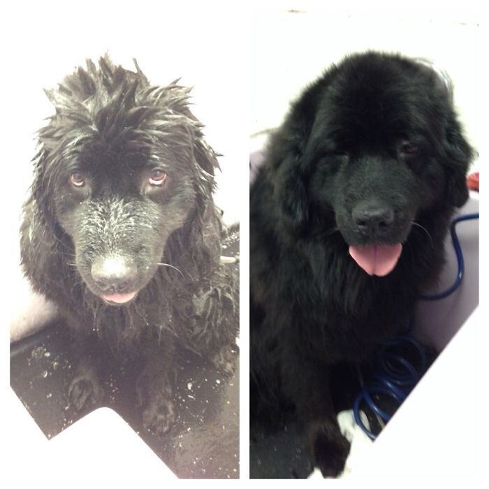 50 Hilarious Animals Before And After A Bath