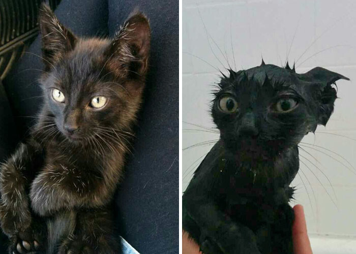 50 Hilarious Animals Before And After A Bath