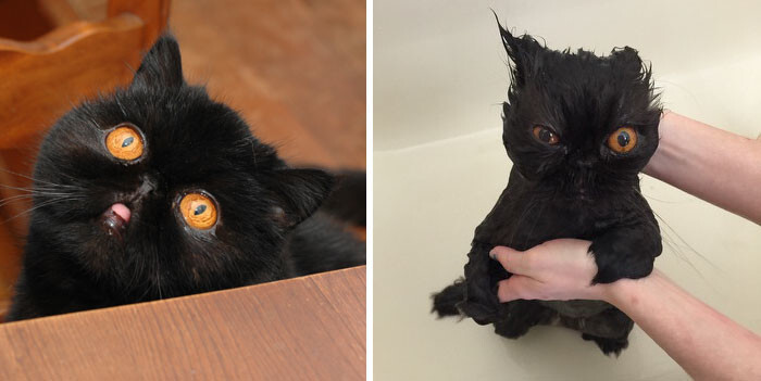 50 Hilarious Animals Before And After A Bath