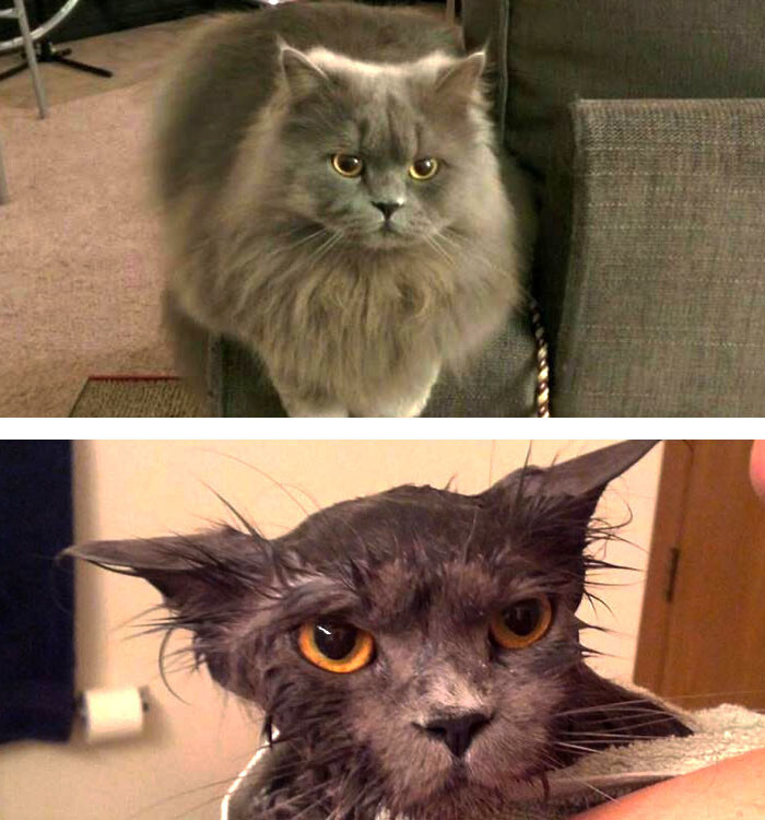 50 Hilarious Animals Before And After A Bath