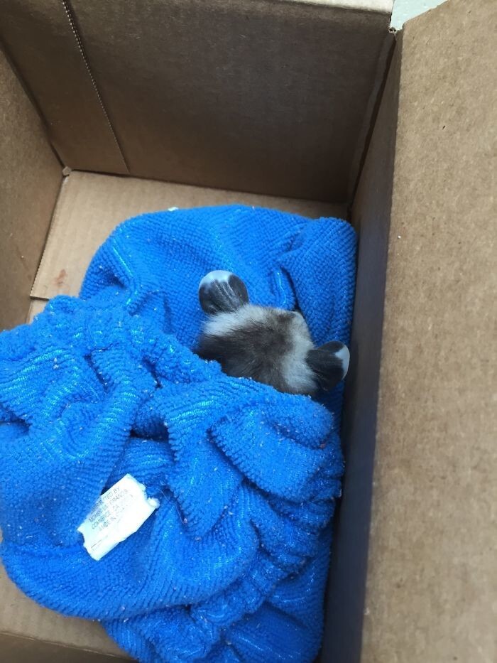 We later brought in some towels to keep him warm since he was shivering cold. As well as give him some water since he is severely dehydrated and extremely malnourished.