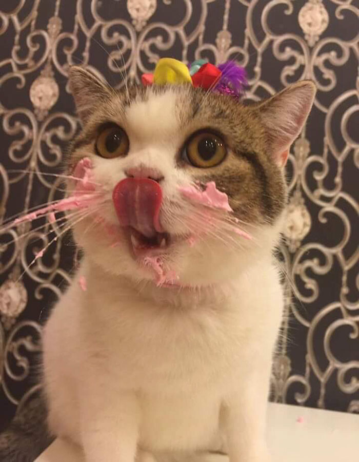 This Cat Eating A Cake On His Birthday Is Hilariously Adorable