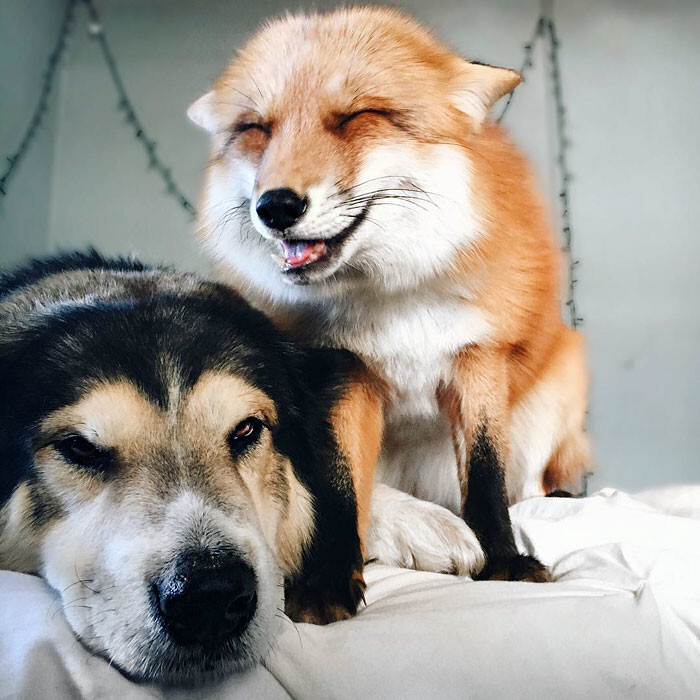 Pet Fox Becomes Best Friends With A Dog