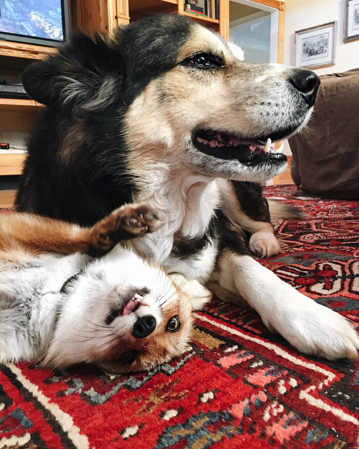 Pet Fox Becomes Best Friends With A Dog