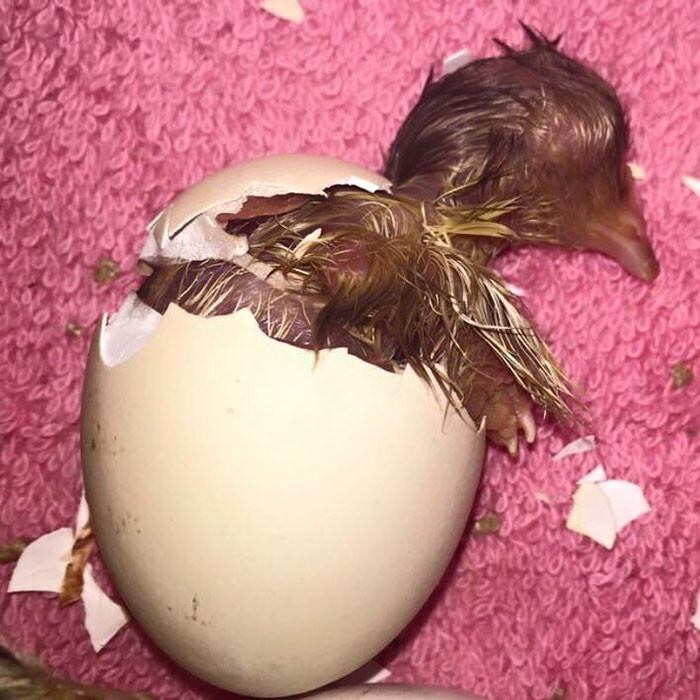When this chick hatched, her owner Rebekah noticed that she’s not like the others…