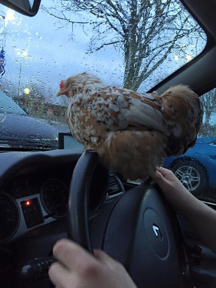 She was determined to fight for the chick’s life