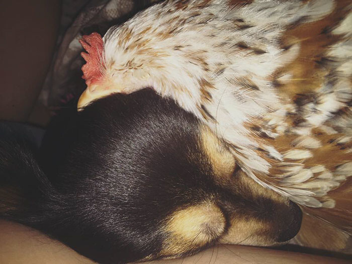 Chicken Born Without Eyes Cuddles With Other Pets, Because Her Owner Refused To Put Her Down