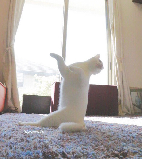 Ballet Cat Dances Like Nobody’s Watching