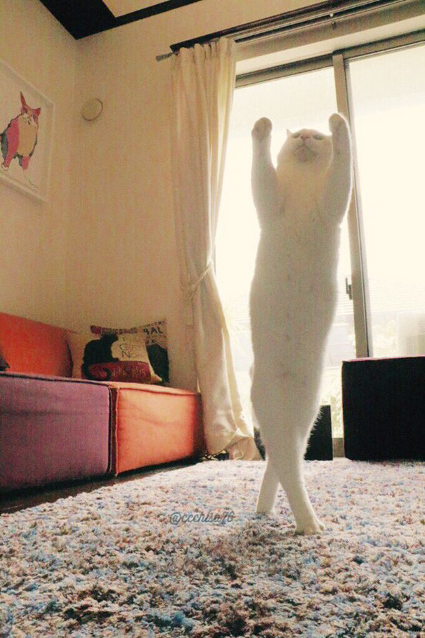 Ballet Cat Dances Like Nobody’s Watching