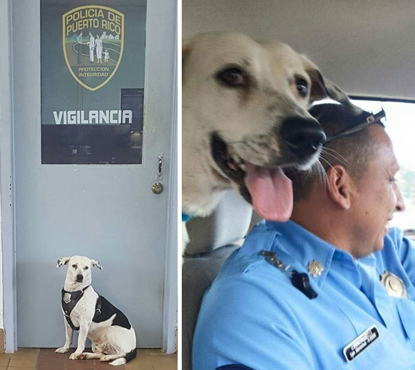 The next day the dog came back…and the whole station decided to adopt him!