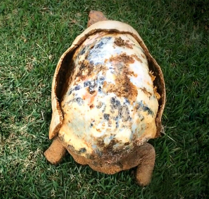 Freddie the tortoise is lucky to be alive after getting burned in a bush fire