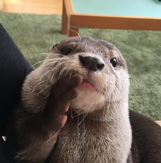 14 Reasons To Follow This Adorable Otter On Instagram*