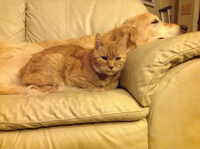 This Golden lost his best friend cat to cancer after 8.5 years of friendship