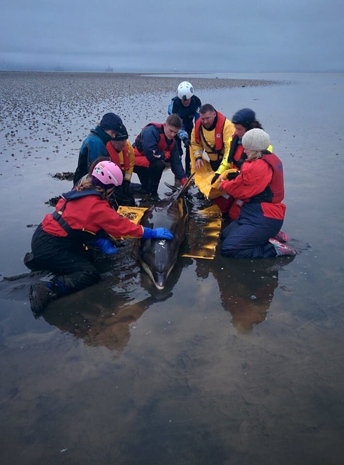 Woman Makes A Wrong Turn, Ends Up Saving A Dolphin's Life