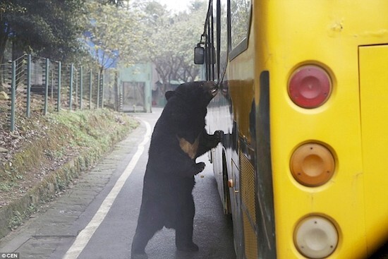 The park runs buses as well as the wire-mesh trucks, like this one being given an inspection by a sun bear.