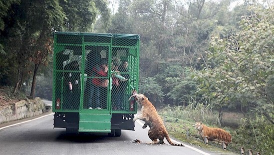 This Unique Zoo In China Gives Close Encounters With Dangerous Animals