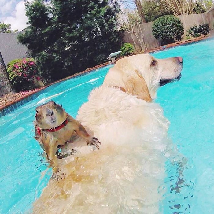 Hot summer days are great for swimming in the pool