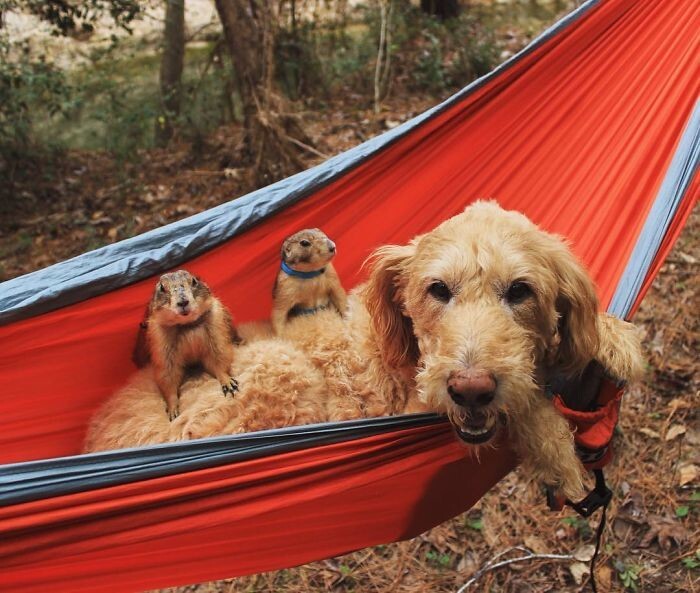 Meet Bing and Swarley – the cutest prairie dogs on instagram*