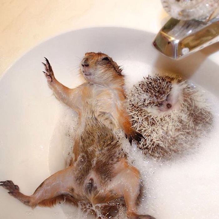 Bath times with the hedgehog are always fun