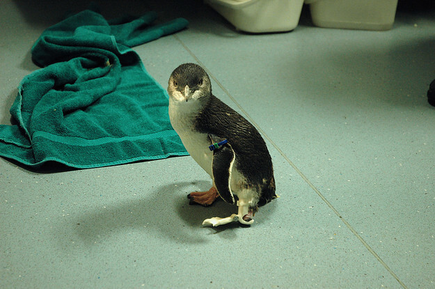 A Penguin Called Bagpipes Got A New Foot And Is So Damn Happy About It