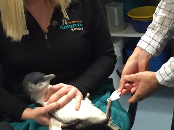 Bagpipes the penguin gets new prosthetic foot after nine years waddling with a stump.