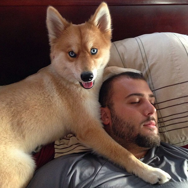 Meet Fox Dog, A Pomeranian-Husky Mix Who Is Taking The Internet By Storm
