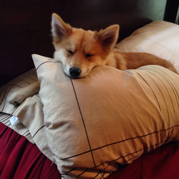 Meet Fox Dog, A Pomeranian-Husky Mix Who Is Taking The Internet By Storm