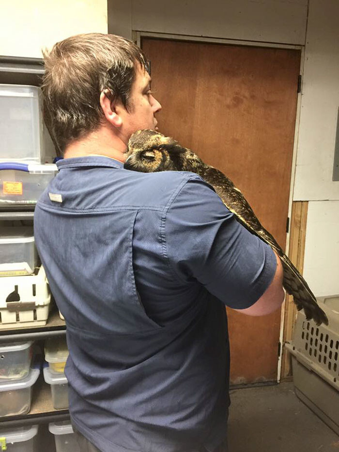 The owl was so grateful to her rescuer Pojeky that she couldn’t stop hugging him when the man came back from a trip