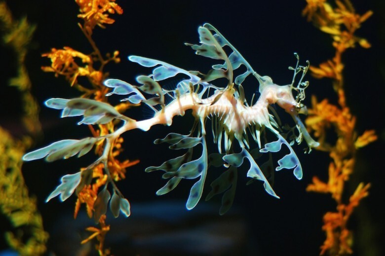 6. Leafy Seadragon
