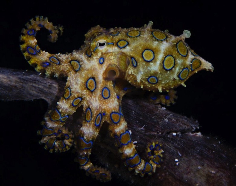 14. Blue-Ringed Octopus