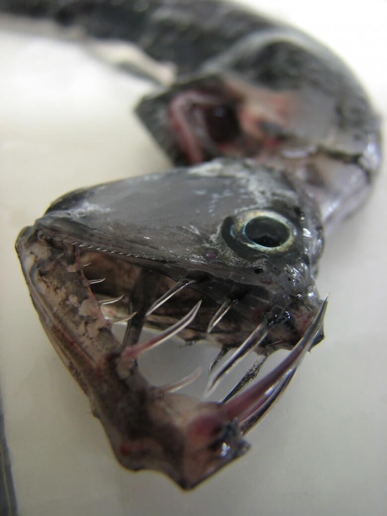 15. Viperfish