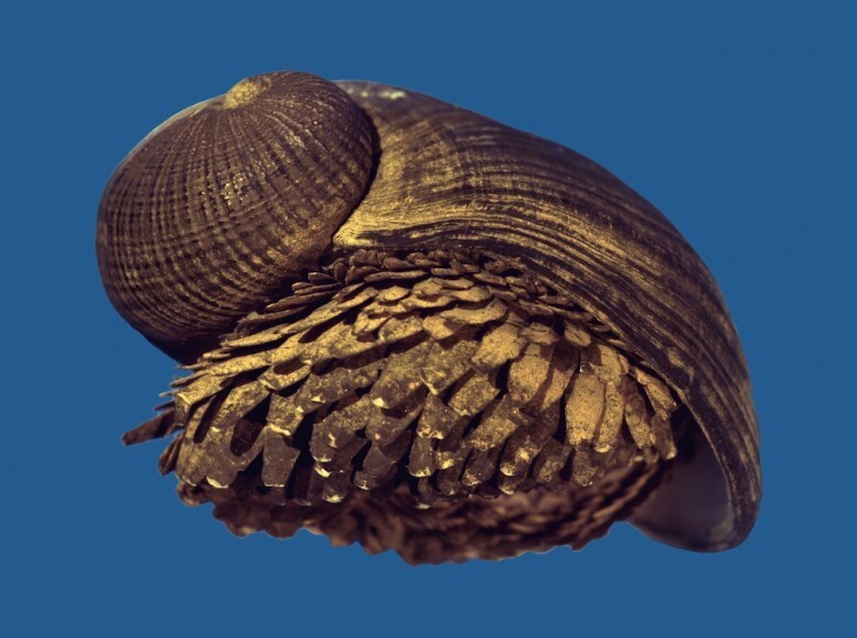 3. Armored Snail