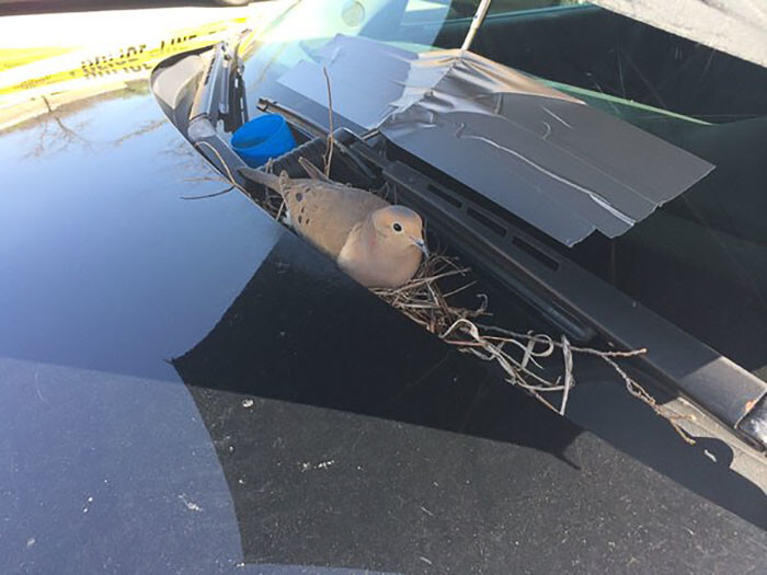 The cops attached an umbrella to the windshield to keep her safe from the elements and they taped off the parking spot so nobody would bother her.