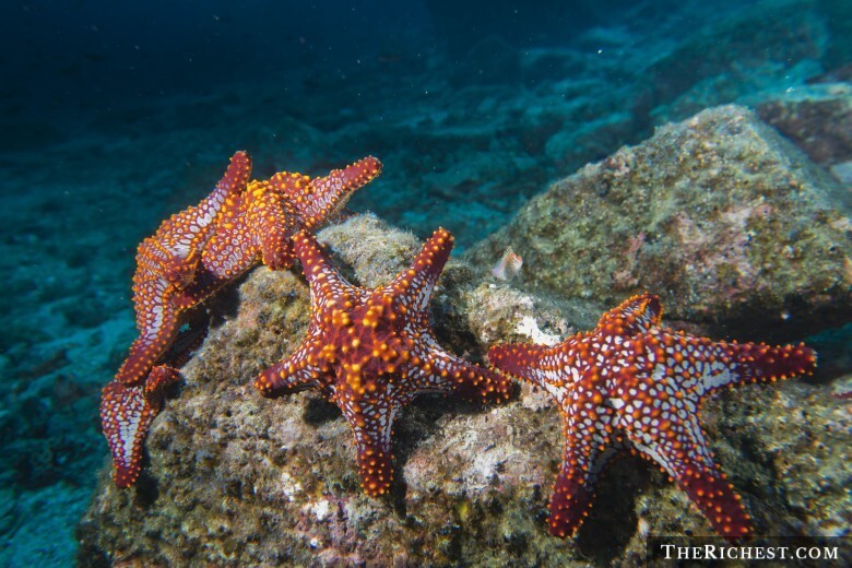 2. Sea Star Wasting Syndrome