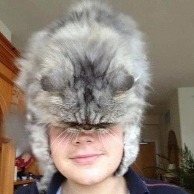 4. For one, the cat hat makes a versatile accessory.