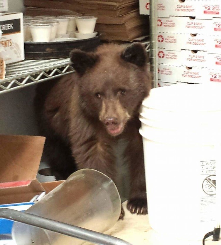 13. He's bear-y, bear-y hungry.