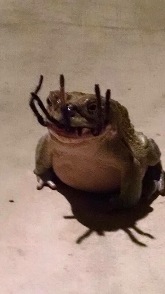 4. Death frog: 1. Horror spider: 0.