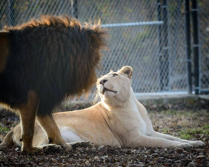 When Sheila recovered, she was moved next door to Kahn, another lion rescued from the same man