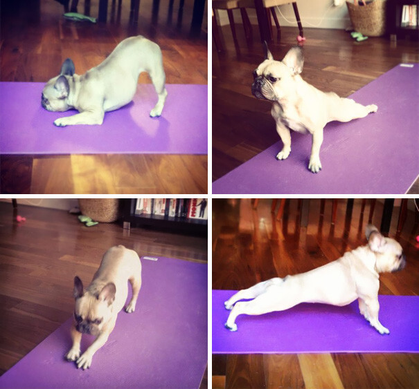#10 My Dog Recently Picked Up Yoga