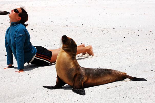 #7 Yoga With Sea Lion