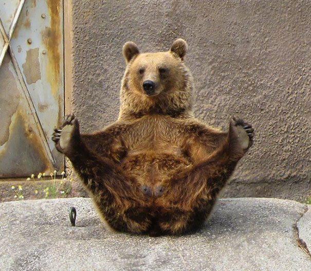 #3 Yoga Bear