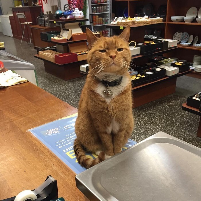 Employees call the cat ‘the king of the store’…