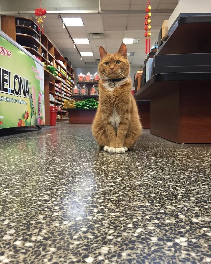Bobo the cat has spent 9 years working at a store